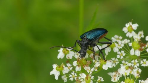 Gaurotes virginea